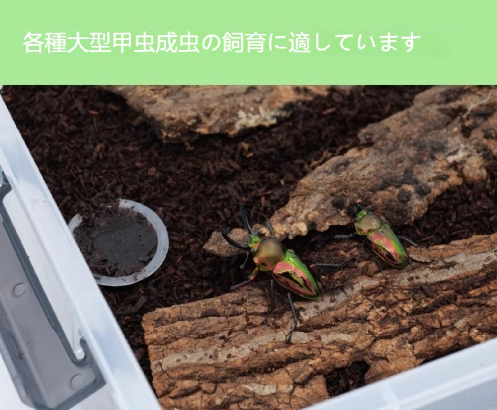 よしちゃん3個セット　⑦広い大きいカブトムシ用飼育ケース【DIY】 ⑥広い大きいカブトムシ用飼育ケース【DIY】 - メルカリ